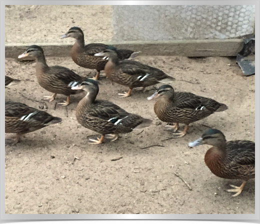 Ducks Mallards.png